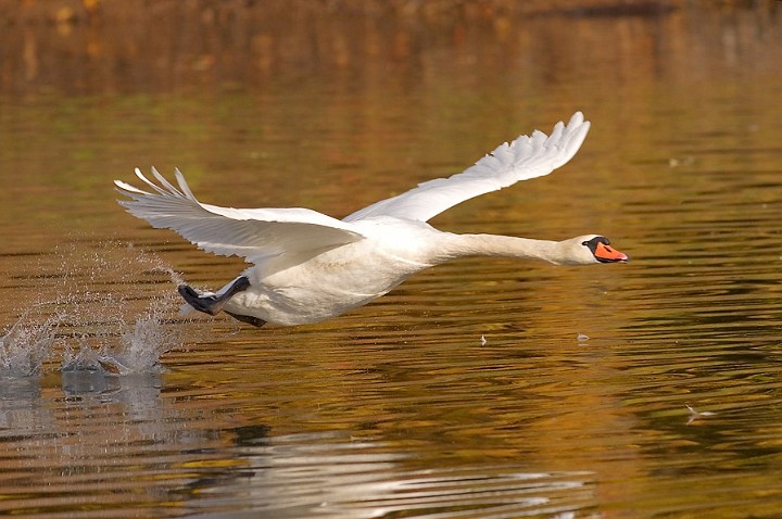 Hckerschwan